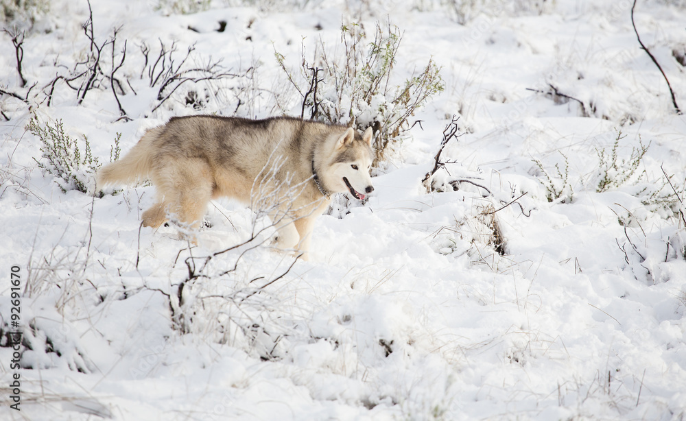 Obraz premium Close up image of Siberian husky playing in the snow in south africa