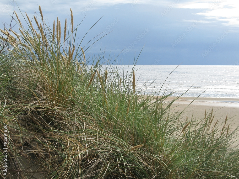 Natural dune grass landscape at Skrea Strand on a sunny day with dark clouds in Falkenberg, Sweden.