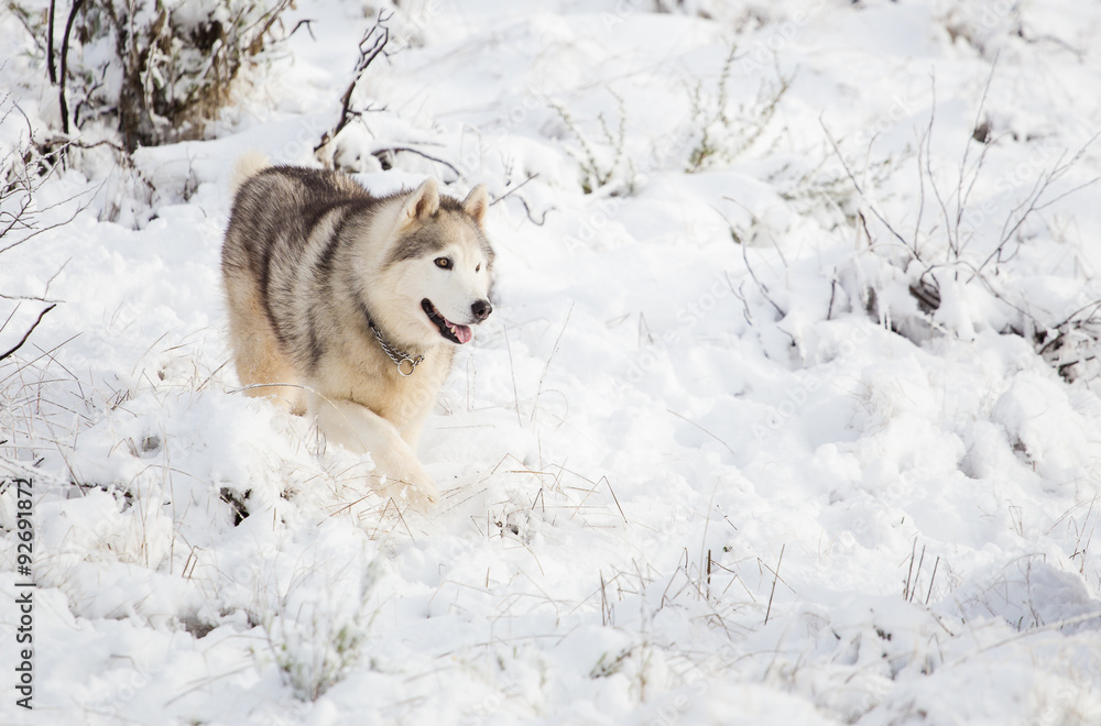 Naklejka premium Close up image of Siberian husky playing in the snow in south africa
