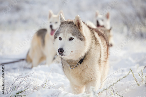 Close up image of Siberian husky playing in the snow in south africa