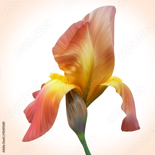 Fototapeta Naklejka Na Ścianę i Meble -  Fantasy Orange Iris for design of posters, banner, birthday card