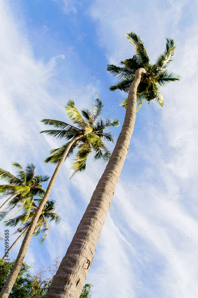Naklejka premium Coconut tree on White cloud on blue sky