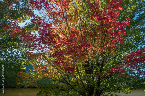 Fall Colors In Seatac 3