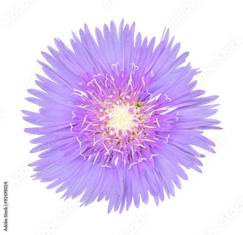 Fototapeta Naklejka Na Ścianę i Meble -  Stoke Aster flower