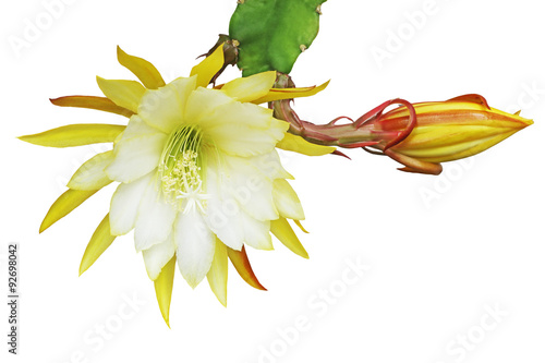 Fototapeta Naklejka Na Ścianę i Meble -  Yellow epiphyllum flower