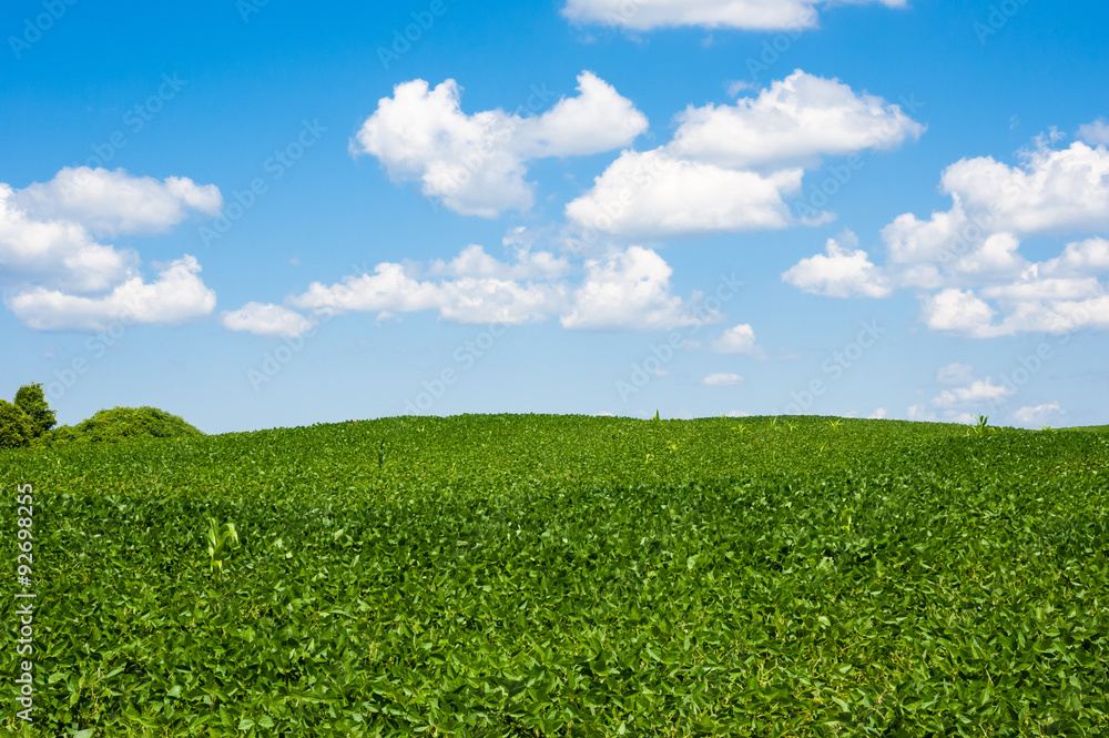 Rolling farm field horizon under cumulus clouds Rolling farm field horizon under cumulus clouds