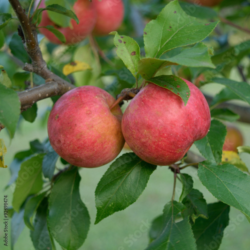 Ripe Chestnut Crab Apples in Organic Orchard