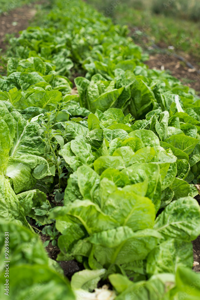 Lettuce in a field