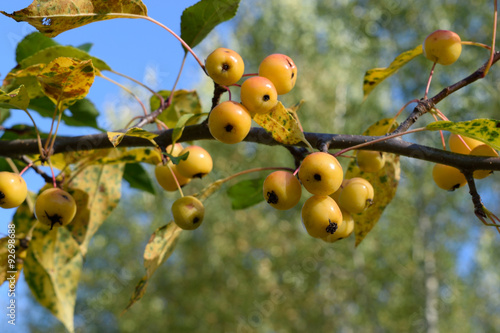Crabapples on Tree Showing Fall Color