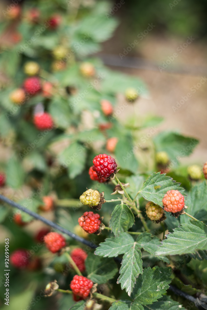 Raspberries picking at Bethlehem of Galilee Raspberries picking at Bethlehem of Galilee