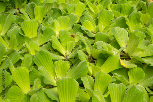  Pistia stratiotes