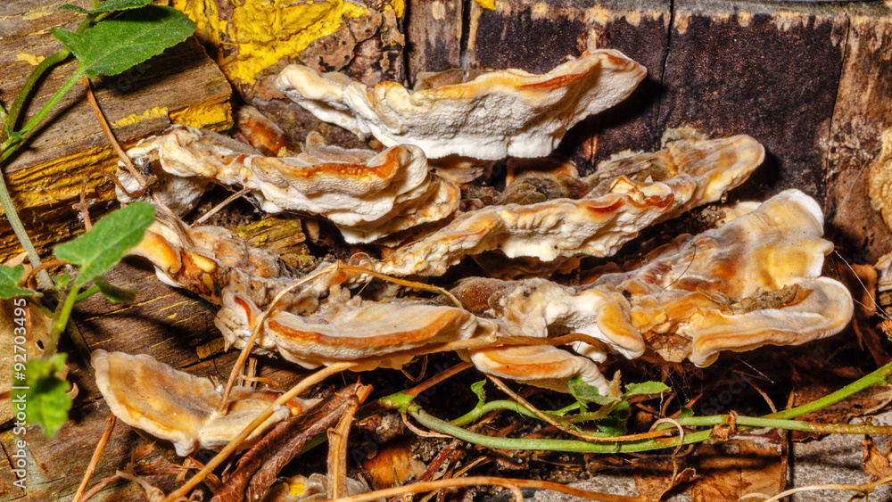 Mushrooms growing on a tree trunk. Mushrooms growing on a tree trunk.