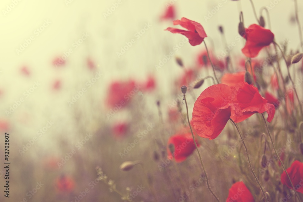 Obraz premium Field of poppies