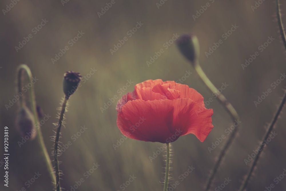 Obraz premium Pole maków