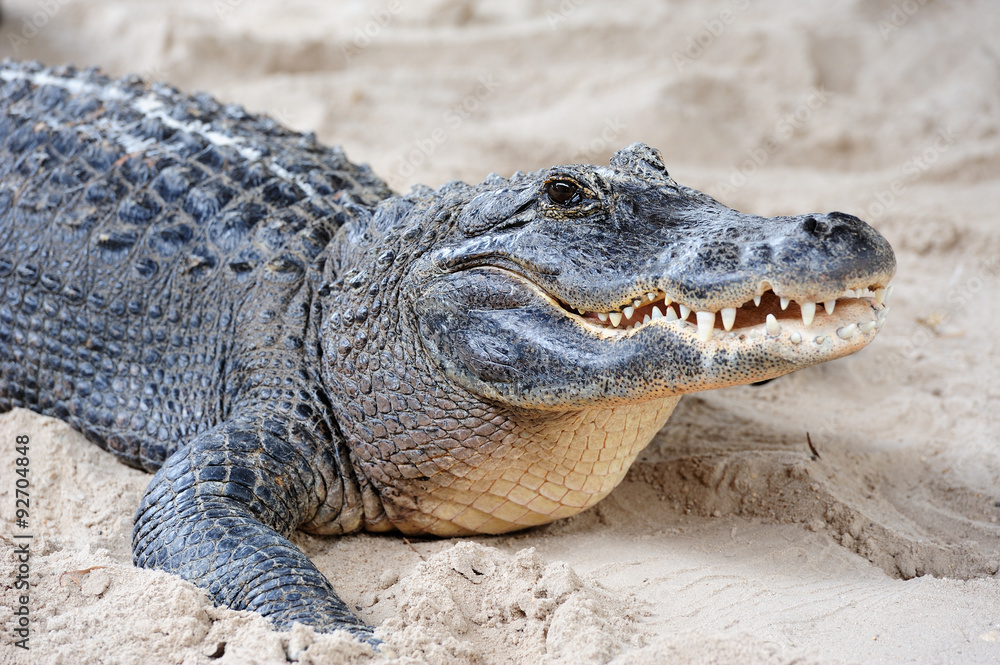 Fototapeta premium Alligator closeup on sand