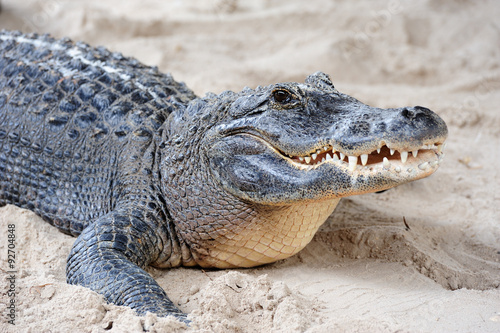 Alligator closeup on sand