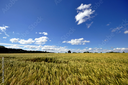 Sommerliche Getreidefelder