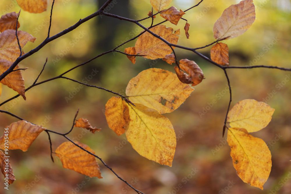 Autumn leaves Autumn leaves