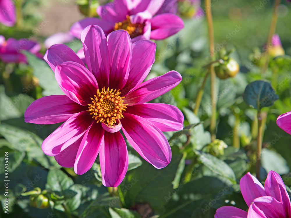 Obraz premium Dahlien