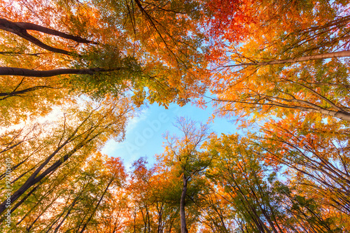 Autumn beech fall forest