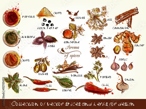 Collection of vector spices and herbs for design