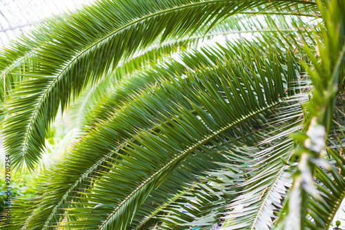 Palm leaves  close-up  background  and texture of vegetation  trees  South  greenhouse  palm trees  palm branches.