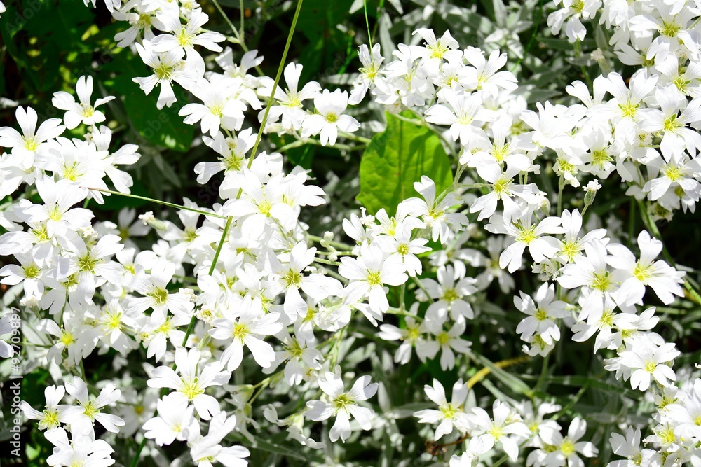 White fresh summer flowers in the grass White fresh summer flowers in the grass