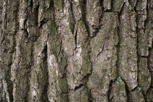 old oak bark background