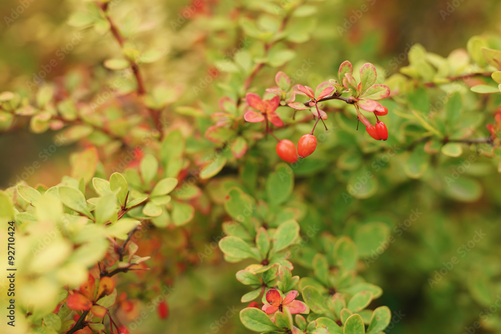 barberry berries on bush in autumn season