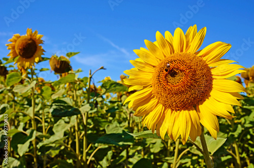 Fabulous landscape of single sunflower and bee against the sky o