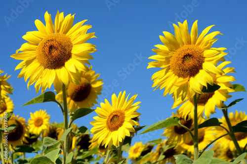 Idyllic landscape with large sunflowers against the sky on a sun