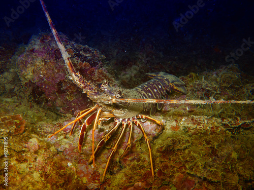 Beautiful lobster