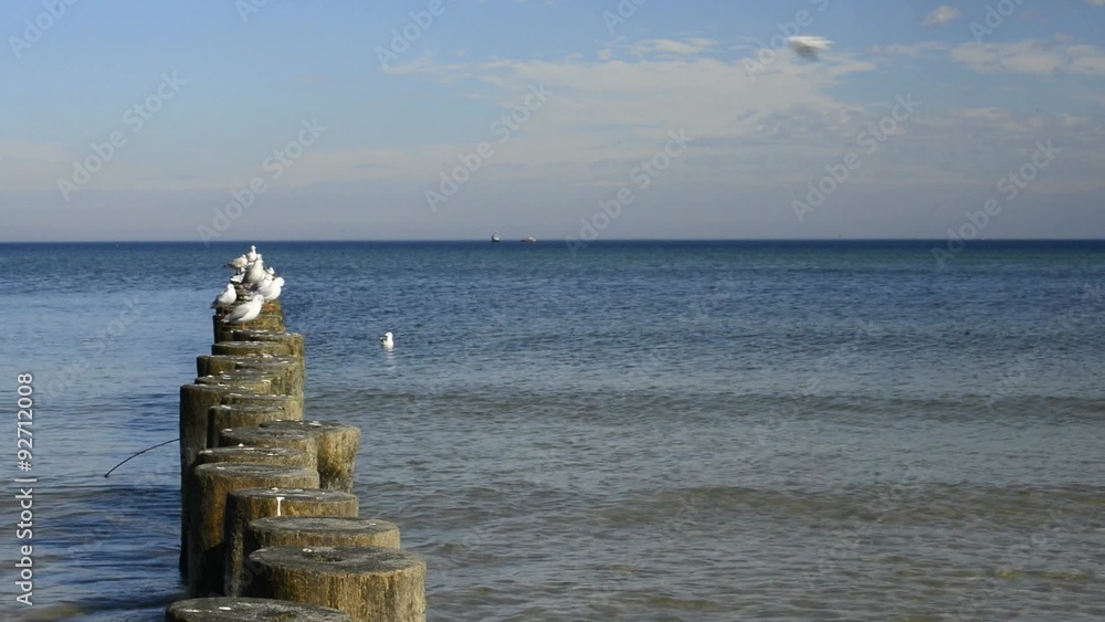 Lachmöwen auf Buhnen in der Ostsee Lachmöwen auf Buhnen in der Ostsee