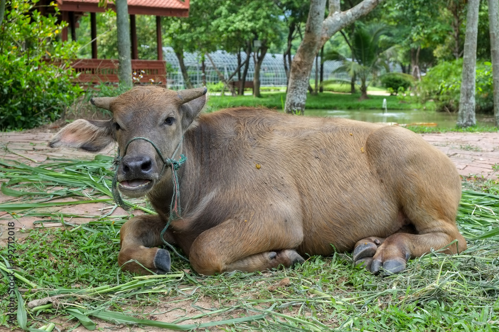 Fototapeta premium Thai Buffalo
