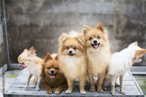 Canvas Print dog family,there are three brown Pomeranian dogs ,mother sister brother