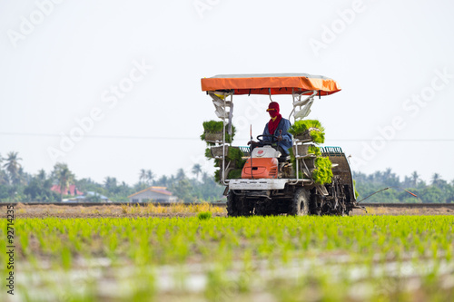 SUNGAI BESAR, MALAYSIA - 8TH APRIL 2015; Unidentified farm worker preparing the paddy tillers for transplanting at Sungai Besar, Malaysia.