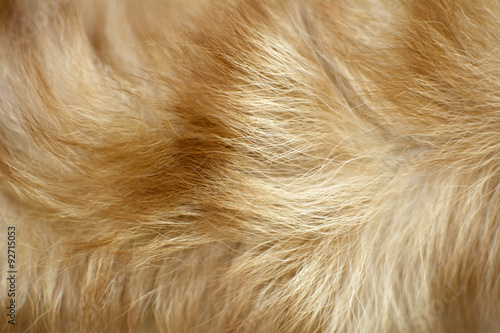 brown dog fur background