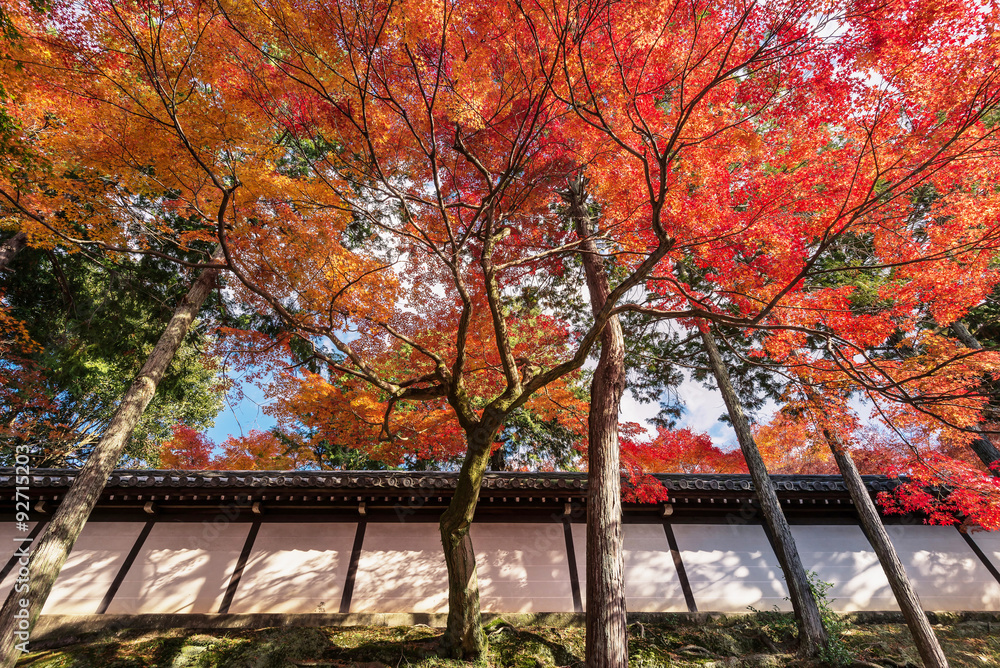 Tree branch with autumn leaves are cover the japanese temple Tree branch with autumn leaves are cover the japanese temple