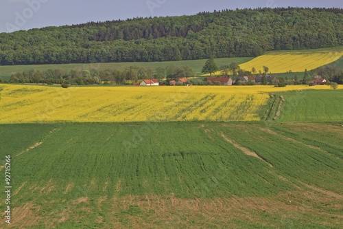 Summer landscape with yellow rape field