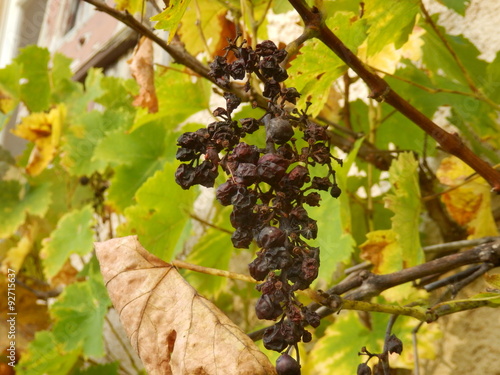 Close up of a withering bunch of grapes on the vine