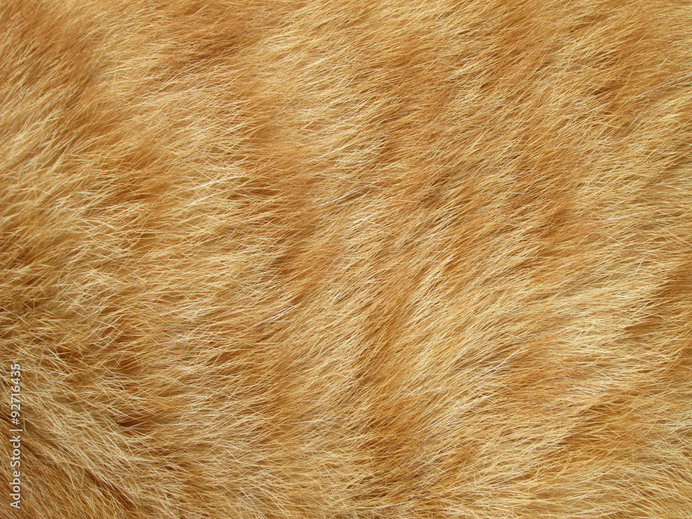 Animal's fur texture Animal's fur texture
