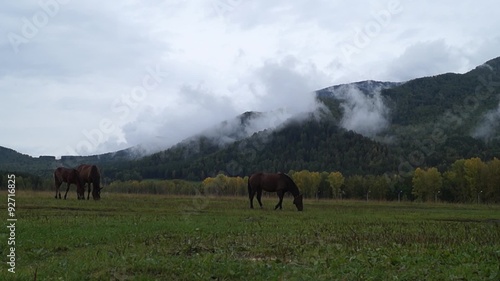 Horses grazing on a hillside in the Altai autumn morning.