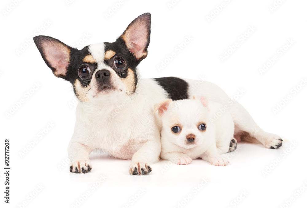 Chihuahua mother and its puppy