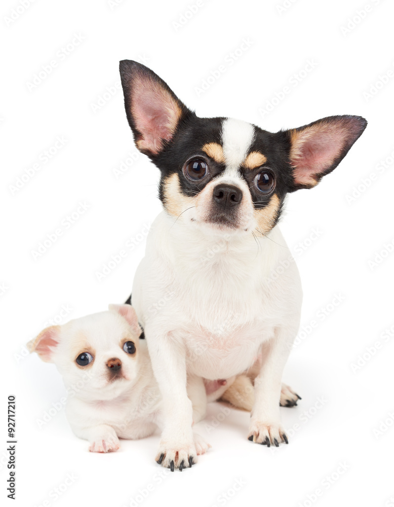 Chihuahua and its puppy