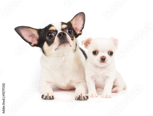 Bitch of Chihuahua and its puppy