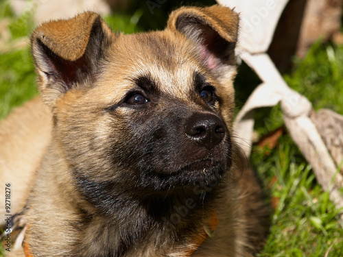 Cute German shepherd puppy © Rony Zmiri