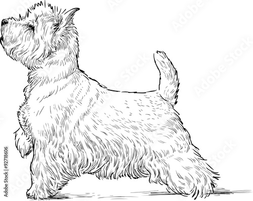 scottish terrier
