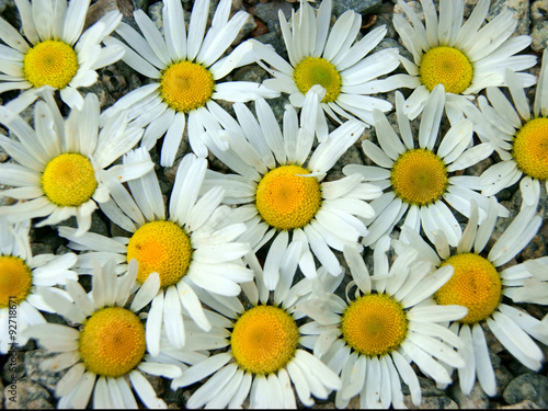 Obraz na plátne Background from daisywheel