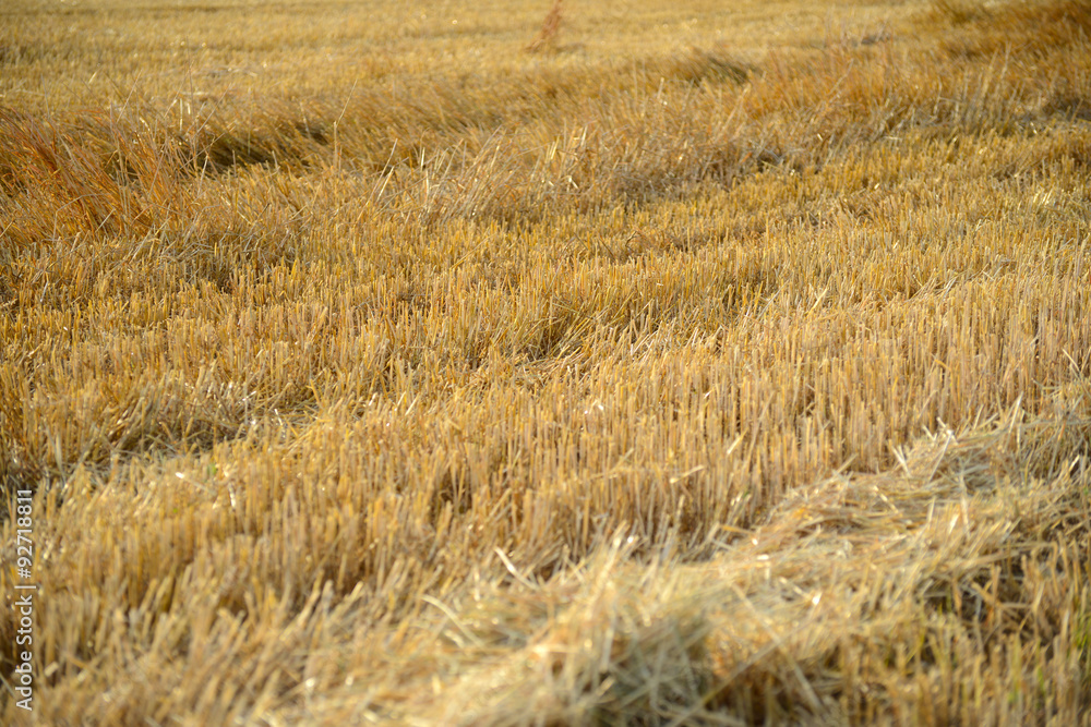 Fototapeta premium Felder