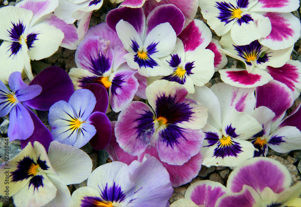 Pansy background